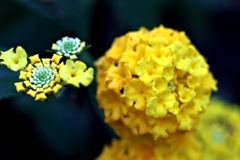 花かんざし
