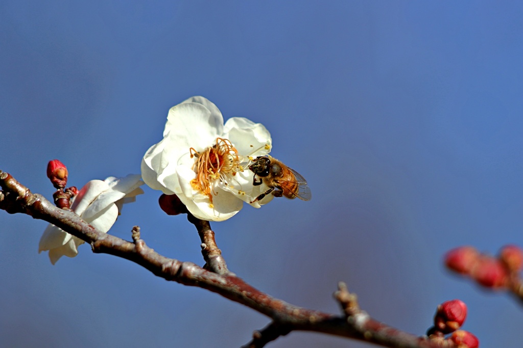 梅の季節がやって来た：八重野梅に蜜蜂