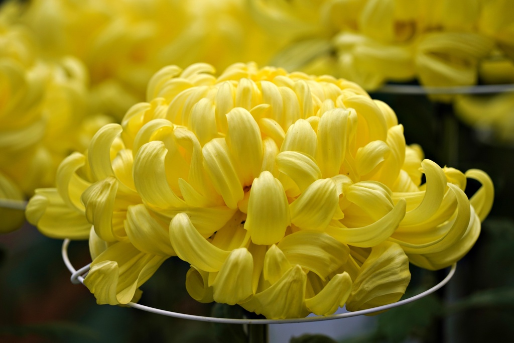 菊花展：富士の輝