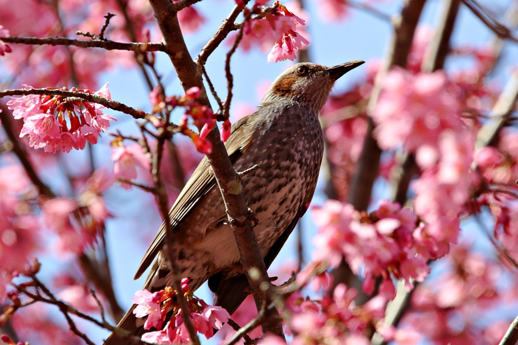 桜色がお好きでしょ