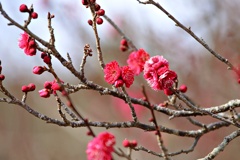 梅は見頃：鹿児島紅