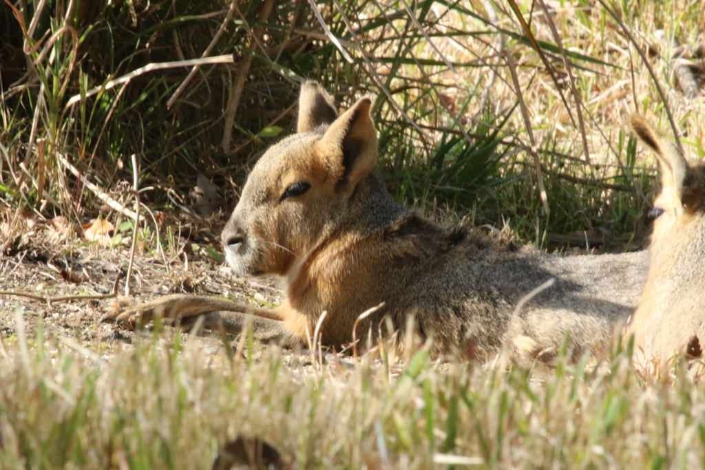 ウサギじゃないよカピバラの親戚だよ：マーラ