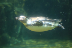 水中飛行のフンボルトペンギン