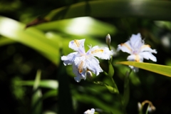 城址公園で見た花：シャガ