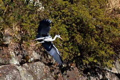 城のお堀の水鳥達：アオサギ①