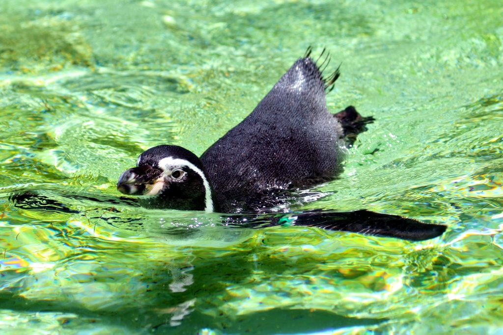 T・Tペンギン