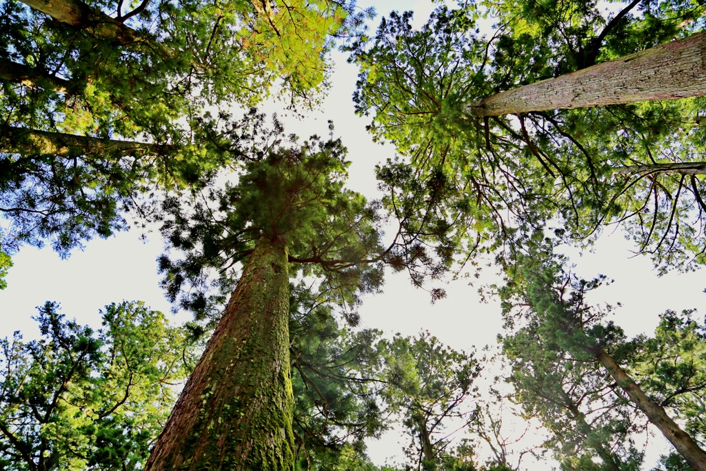 箱根山麓深森散歩