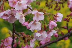 河津桜