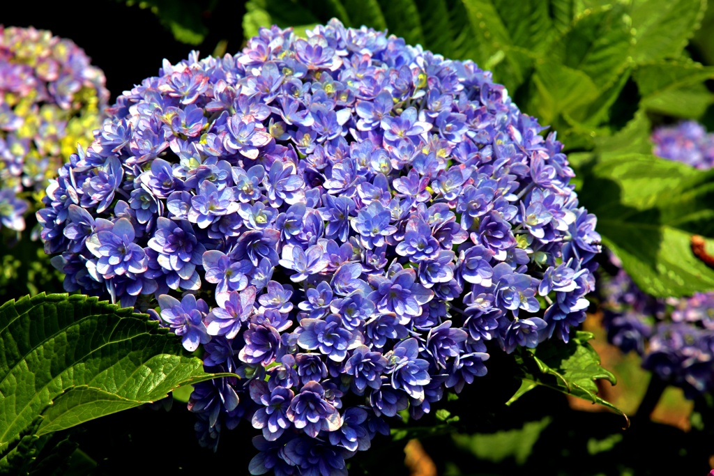 ブルーパープルワールド