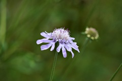 高原の花9月：マツムシソウ