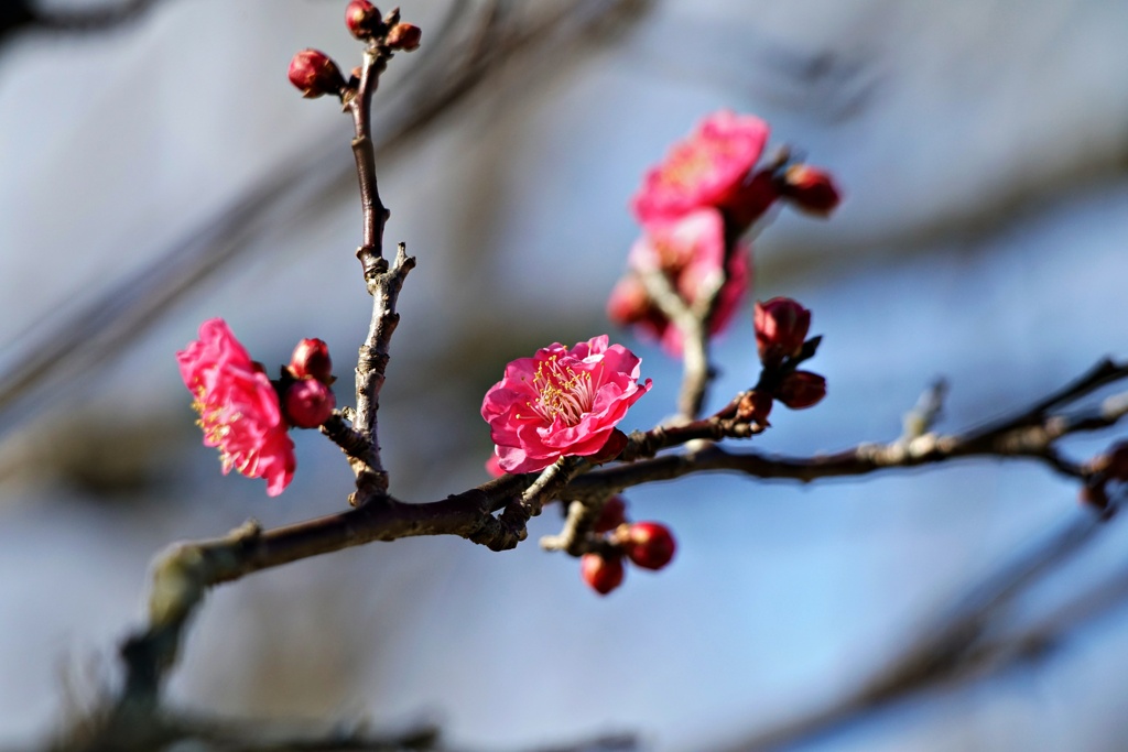 早咲き梅が咲始めました：八重寒紅