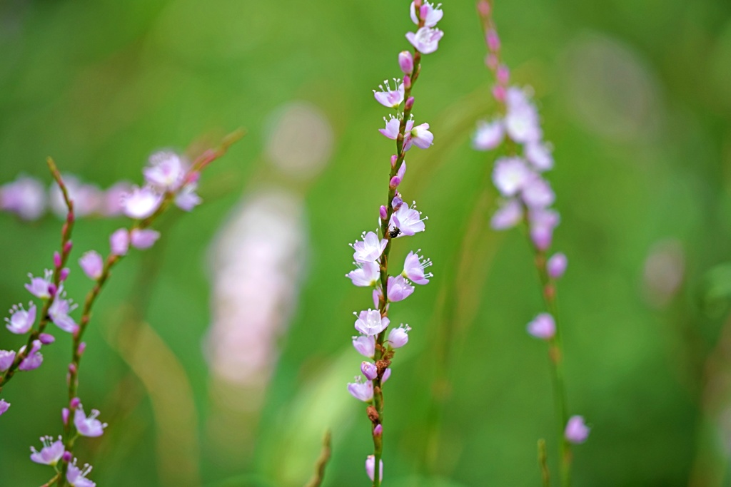 ミニチュア桜