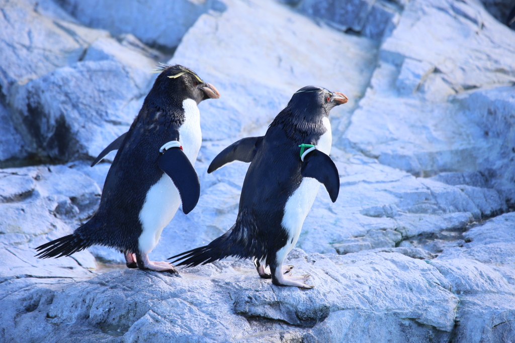 ミナミイワトビペンギンー２