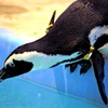 シュワッチｙ(・∀・)ｙ！：ケープペンギン