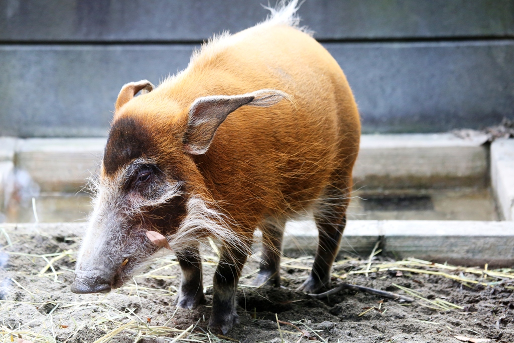 アカカワイノシシ