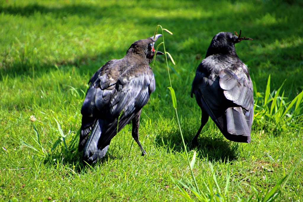 二羽のカラスが・・・