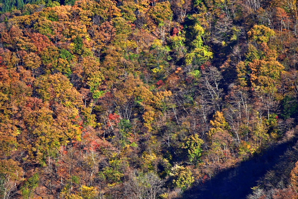 秩父三峰の紅葉