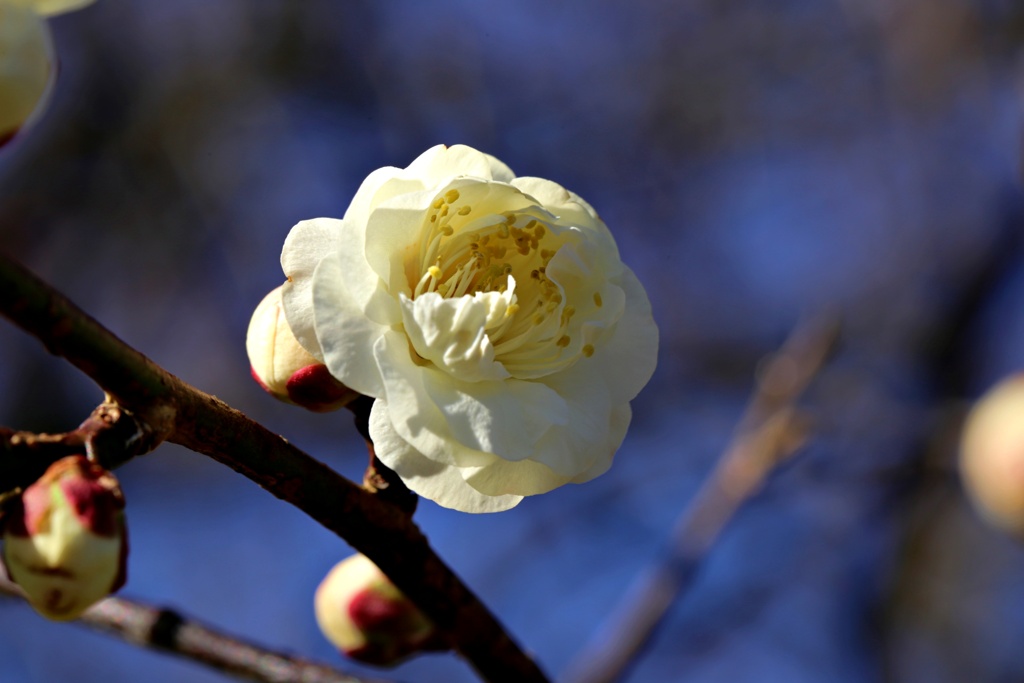 春色濃厚：叡山白