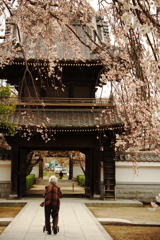 「しだれ桜」　２０２０　　豊田　行福寺