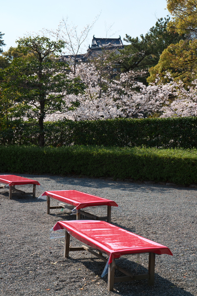 「　桜　」　２０２０　　岡崎公園