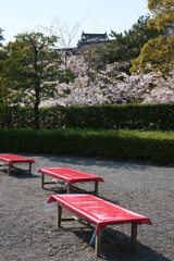 「　桜　」　２０２０　　岡崎公園