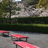「　桜　」　２０２０　　岡崎公園