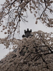 豊田　行福寺　「桜」　２０２３