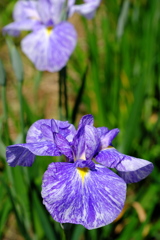 「菖蒲」　２０２１　　岡崎東公園