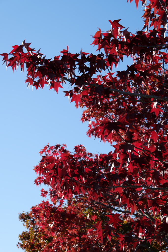 「紅葉」　２０２０　　岡崎中央総合公園