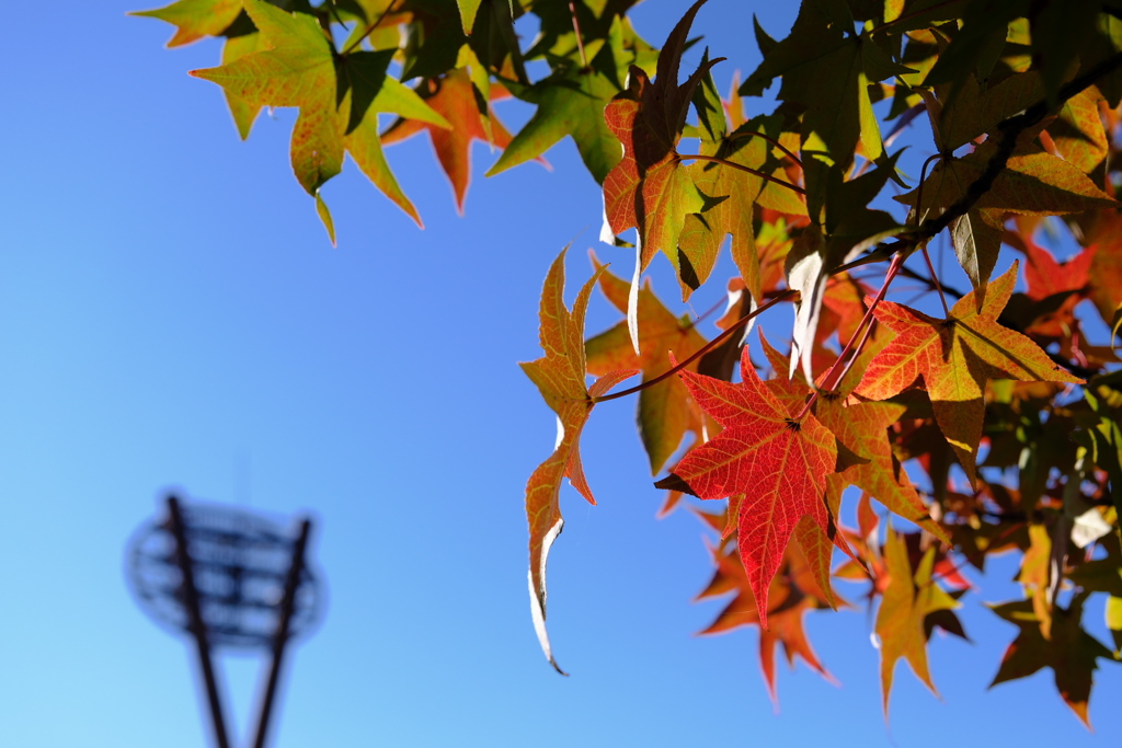 「紅葉」　２０２０　　岡崎中央総合公園