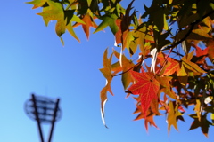 岡崎中央総合公園　　「紅葉葉楓」　　　２０２０