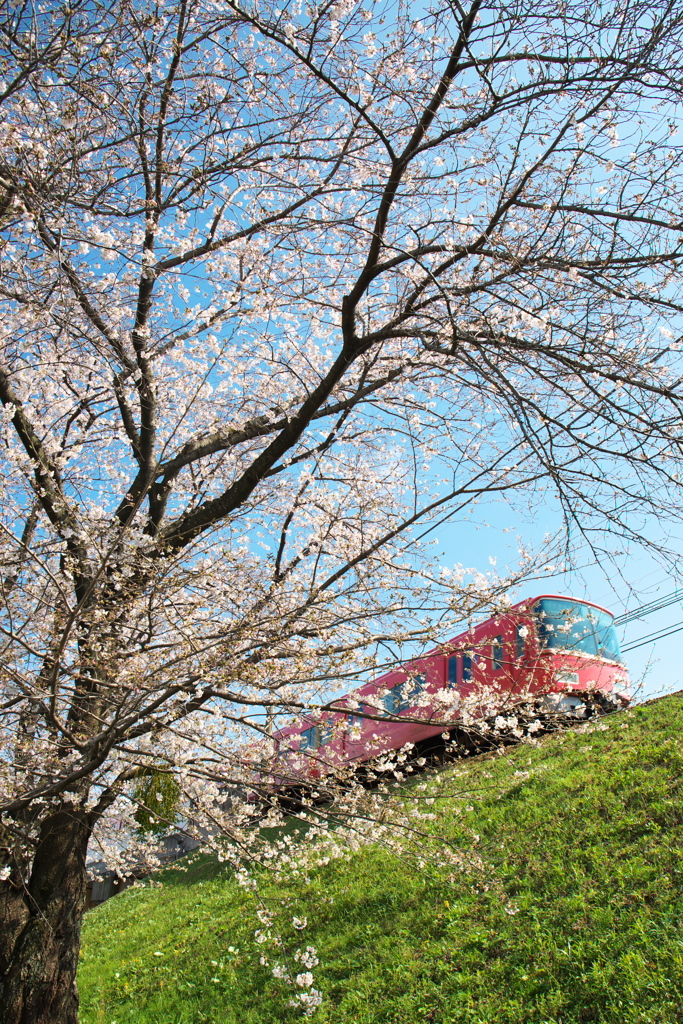 「　桜　」　２０２０　　岡崎公園界隈