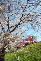 「　桜　」　２０２０　　岡崎公園界隈