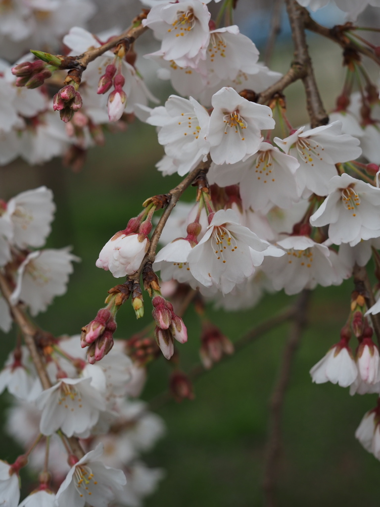 「桜」　２０２３　　豊田　行福寺