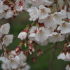 「桜」　２０２３　　豊田　行福寺