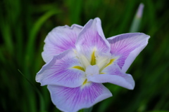 「菖蒲」　2020　　岡崎東公園