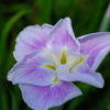「菖蒲」　2020　　岡崎東公園