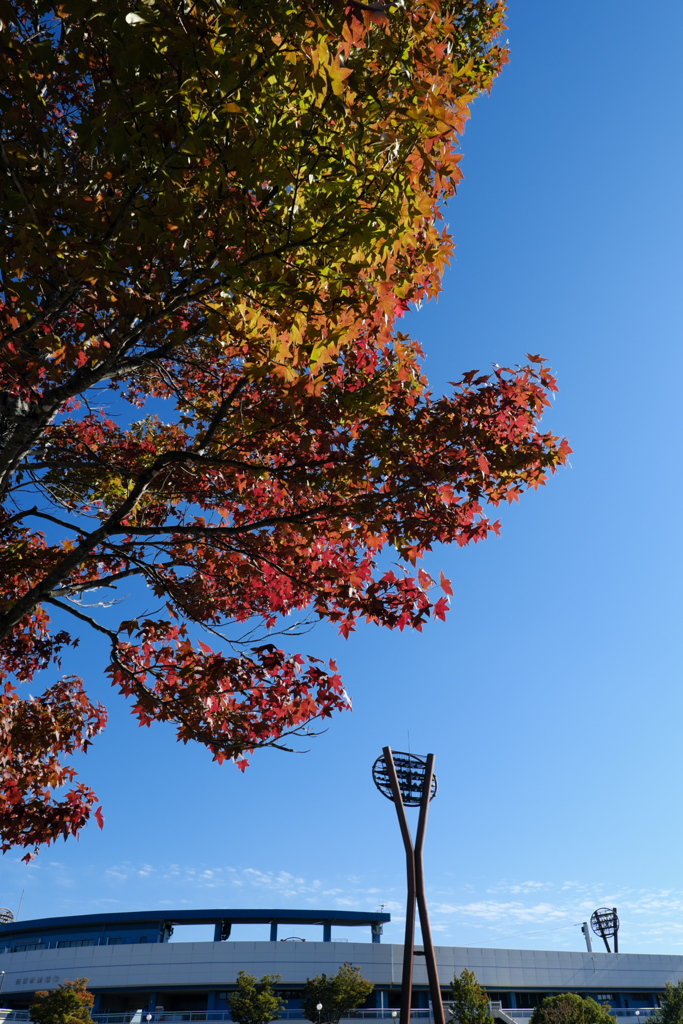 「紅葉」　２０２０　　岡崎中央総合公園
