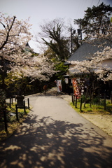 「　桜　」　２０２０　　岡崎公園