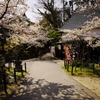 岡崎公園　「　桜　」　　２０２０