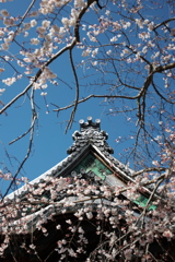 「しだれ桜」　２０２０　　豊田　行福寺