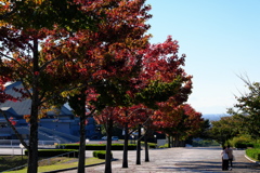 岡崎中央総合公園　　「紅葉葉楓」　　　２０２０