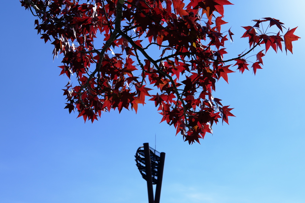 「紅葉」　２０２０　　岡崎中央総合公園