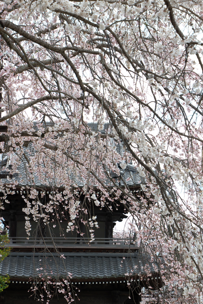 「しだれ桜」　２０２０　　豊田　行福寺