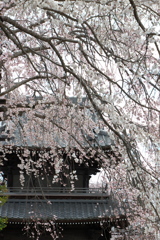 「しだれ桜」　２０２０　　豊田　行福寺