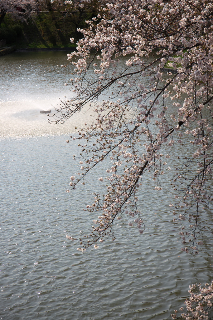 「　桜　」　２０２０　　岡崎公園