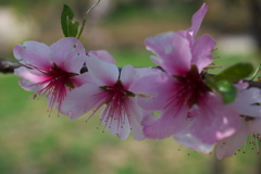 「桜」　２０２０　　名古屋　東山植物園