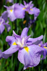 「菖蒲」　２０２１　　岡崎東公園
