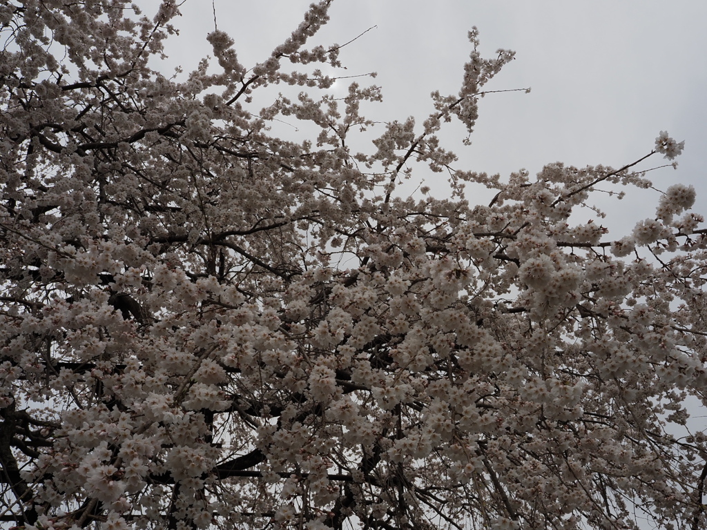 「桜」　２０２３　　豊田　行福寺