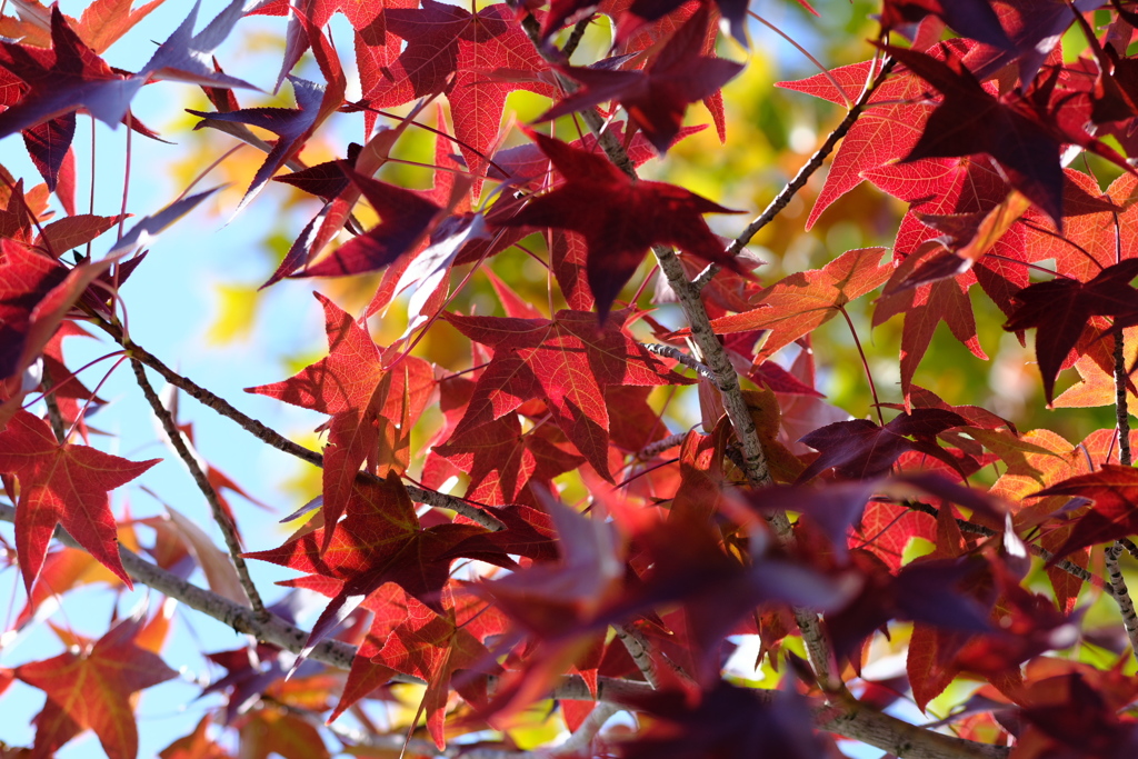 「紅葉」　２０２０　　岡崎中央総合公園